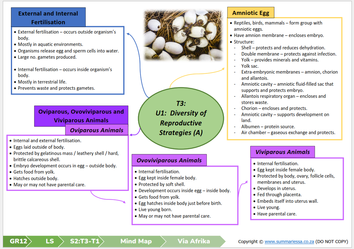 Grade 12 Life Sciences Summaries (Term 1) - Via Afrika - Image 4