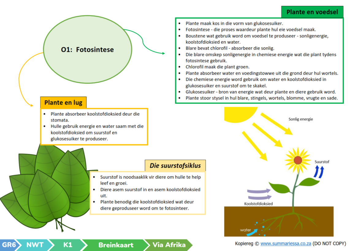 Graad 6 Natuurwetenskappe en Tegnologie (NWT) Kwartaal 1 (Via Afrika) - Opsommings - Image 3