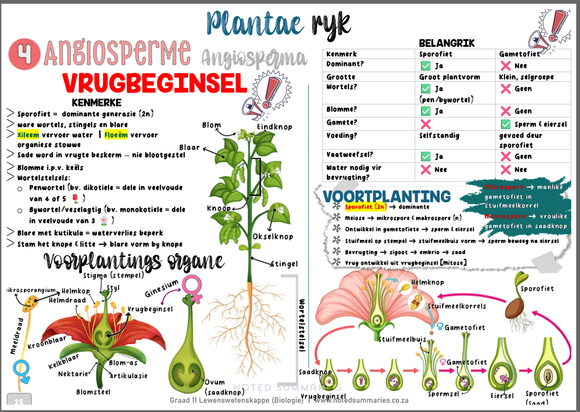 Graad 11_Biologie Vraestel 2_Opsommings Notastel - Image 3