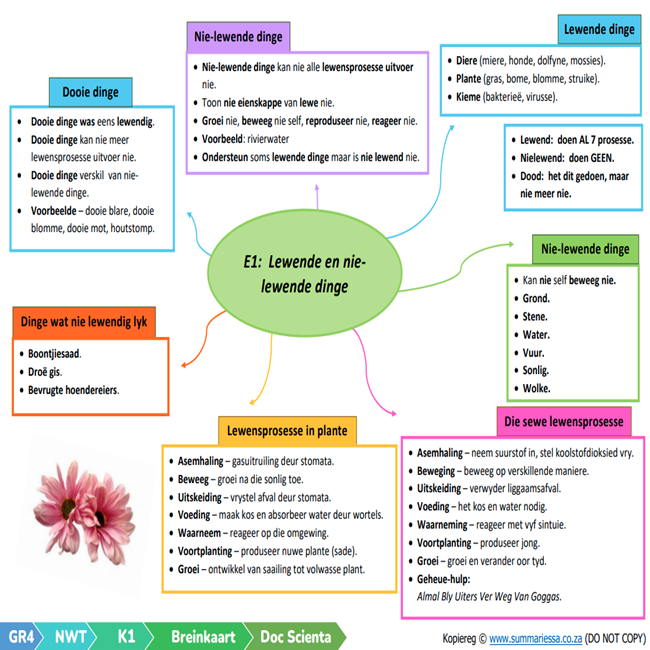 Graad 4 Natuurwetenskappe en Tegnologie (NWT) Opsommings - Kwartaal 1 (Doc Scientia) - Image 3
